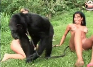 Trained monkey in the filthy bestiality
