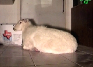 Zoophile in the filthy farm zoophilia XXX