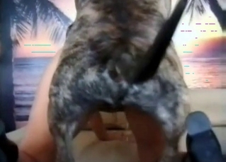 Doggy hardly drills her tight crack