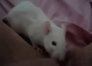 Cute lil mouse gives a cunnilingus