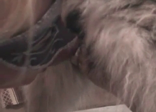 Doggy hardly impaled her accurate crack