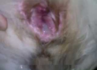 Doggy asshole full of my cum looks so good