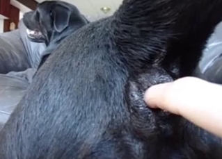 Stimulating tight asshole of my sexy dog