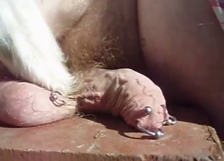 Pierced cock stimulated by doggy paws