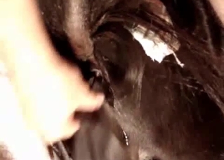 Stimulating animal anus with a sex toy