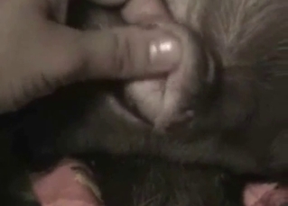 Stretching tight anus of my relaxed doggy