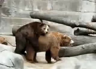 Two sexy brown bears have sex in the zoo