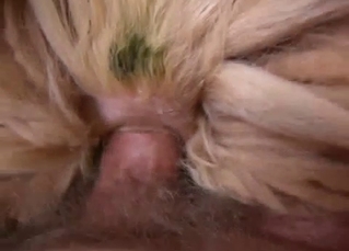 My hard boner is disappearing in doggy anus