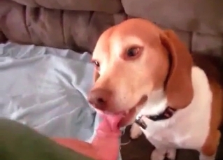 Large boner for this handsome doggie