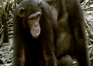 Real monkeys are having sex in the jungle
