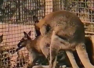 Amazing outdoors fucking for amazingly hot kangaroos
