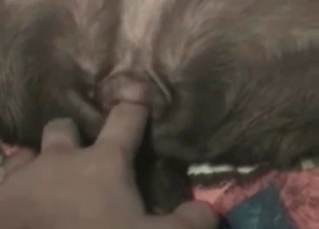 Sweet anal action with my lovely doggy