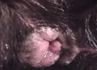 Sweet kinky beast in a hot bestiality action
