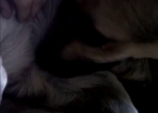 Amazing bestiality action that is filmed in close up