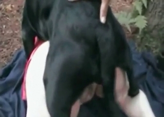 Farm sex action with a horse