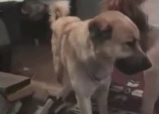 Passionate puppy gets banged from behind