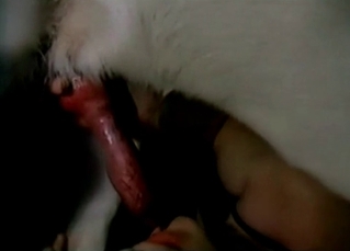 She sucks that red cock like crazy