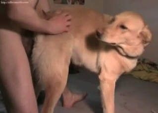 Dude wants to assault his doggo