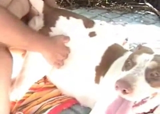 Impressive animal screwed from behind on the camera