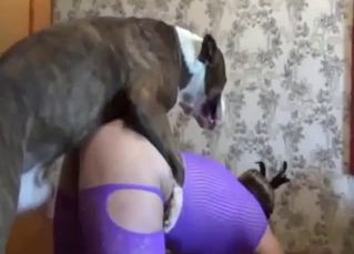 Delicious wench is sucking a hard animal's tool so good