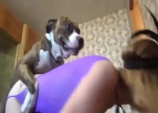 Delicious wench is sucking a hard animal's tool so good