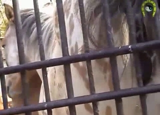 Tight horse asshole looks absolutely gorgeous