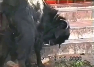 The great-looking hairy black animal looks great