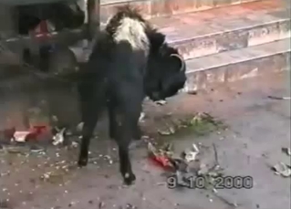 The great-looking hairy black animal looks great