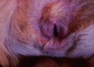 Dude shows his mutt's cute cooch