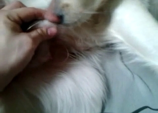A sensual doggy and a hot female love each other