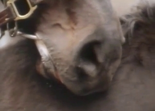 Lusty horse and a hot lover have nasty fun on cam