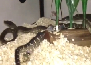 Snake poop fetish movie with a few twists