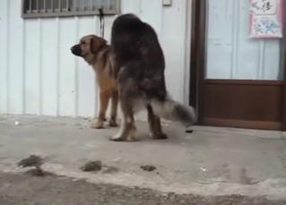 Dude sees two dogs fucking and breeding hard