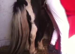 Small pony with a huge cock fucks guy from behind