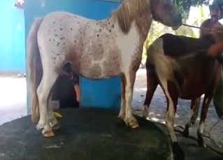 Hidden cam scene with a mare and a stallion