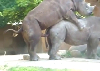 Doggystyle rhino fuck with sexy beasts outside