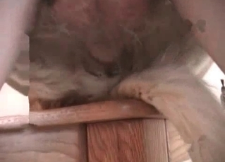 Puppy in the awesome anal bestiality