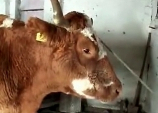 Good bestiality sex with awesome farm animals