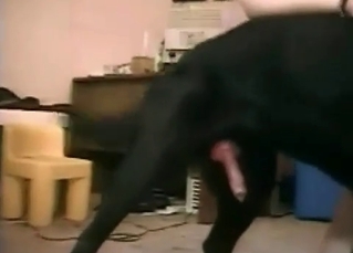 Doggy and sexy babe in amateur bestiality