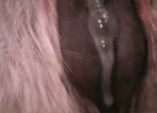 Hardcore sex with an awesome stallion