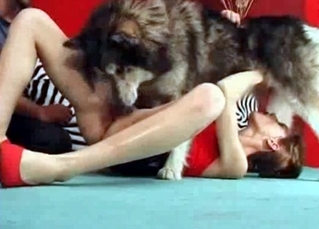 Trained dog knows how to suck and lick