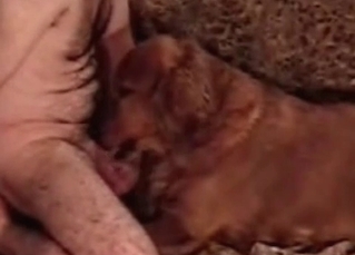 Awesome blowjob skills of a horny beagle