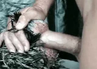 Real man bangs a real chicken