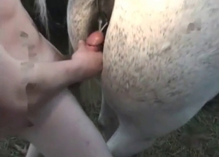 White stallion in awesome farm bestiality