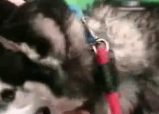 Husky knows how to fuck