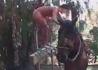 Jockey and awesome black stallion