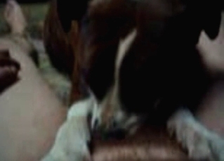 Dog gets sucked in the sexiest way