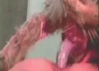 Pigs in the filthiest amateur bestiality
