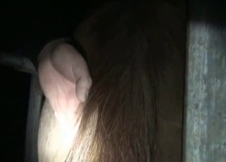Bestial sex in close up with a hot animal