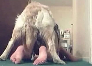 Awesome and quick dog bestiality sex